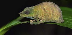 Rediscovered in 2017 after nearly 15yrs of extinction